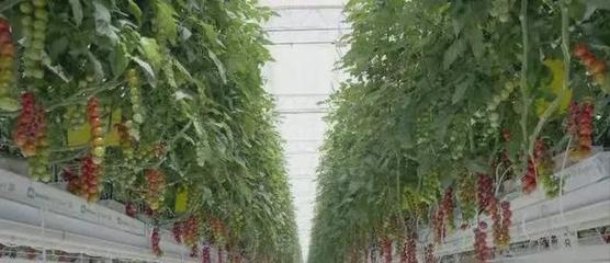 成串小番茄你见过吗?现代农业让农民靠“数据”吃饭!